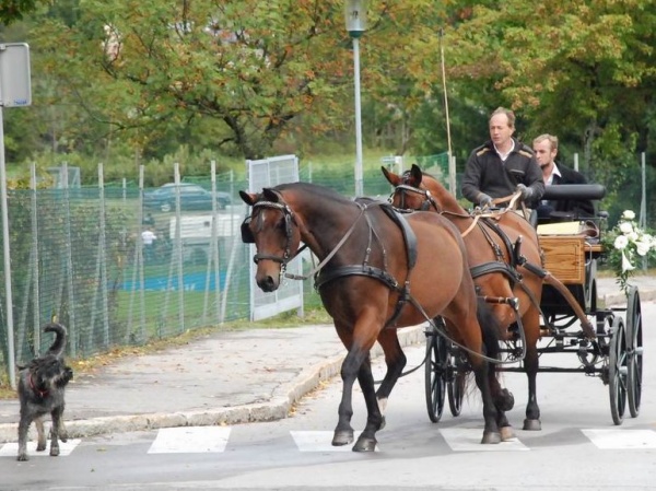 Umzug beim XV. Käsefestival in Kötschach-Mauthen